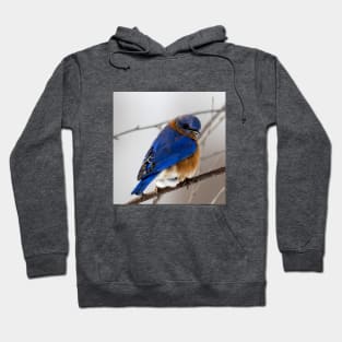 Eastern Blue Bird Hoodie